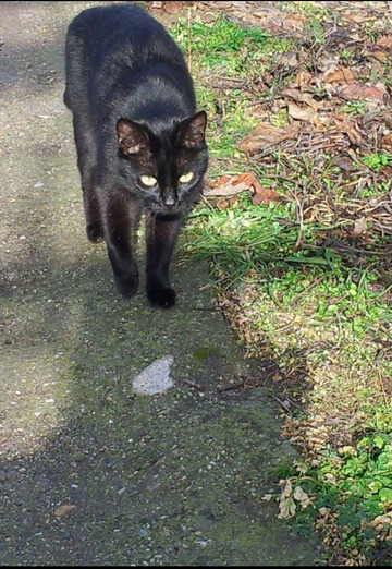 Stefan Todorov (@stefantodorov) — my photo № 11