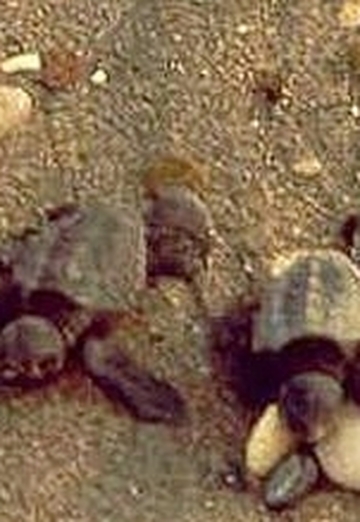 Caretta Caretta (@joker444) — my photo № 2